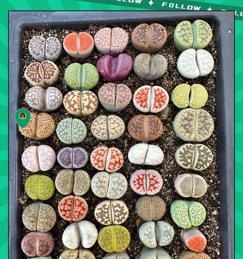 生石花的正确养护方法是什么？如何处理生石花的常见问题？