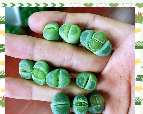 生石花的正确养护方法是什么？如何处理生石花的常见问题？