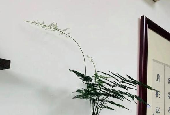 文竹施肥的最佳时机是什么时候？文竹施肥的种类有哪些？