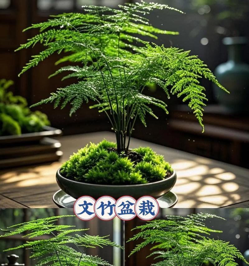 文竹施肥的最佳时机是什么时候？文竹施肥的种类有哪些？