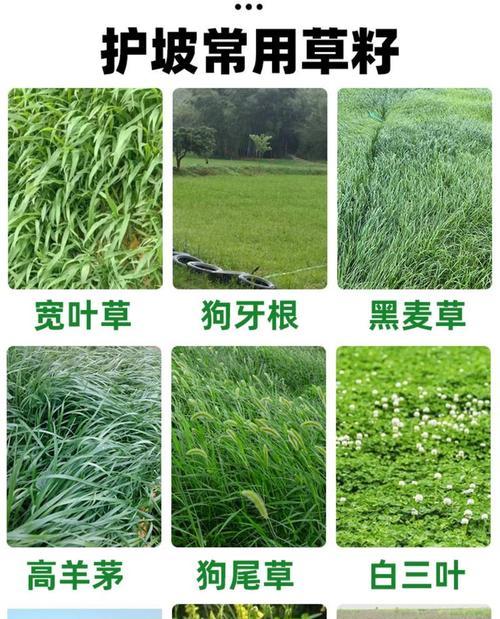 草种的播种技巧有哪些？播种后如何管理？