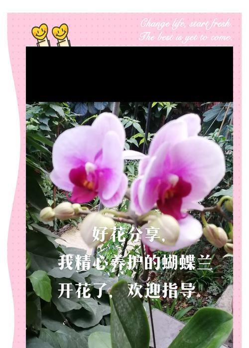 蝴蝶兰养护的秘诀是什么？如何避免常见问题？