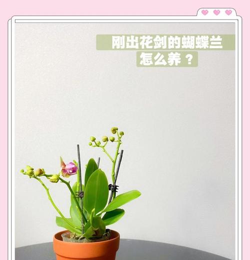蝴蝶兰养护的秘诀是什么？如何避免常见问题？