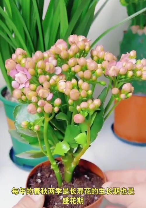 长寿花的养殖方法和常见问题解答？