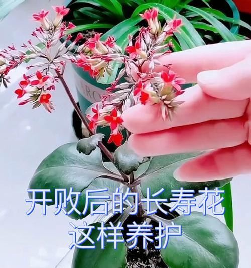 长寿花的养殖方法和常见问题解答？