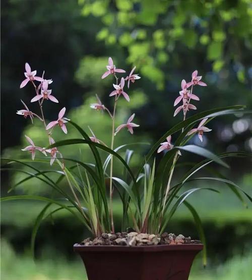 有哪些很像的兰花品种？这些兰花品种的特点是什么？