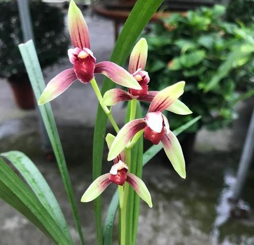 有哪些很像的兰花品种？这些兰花品种的特点是什么？