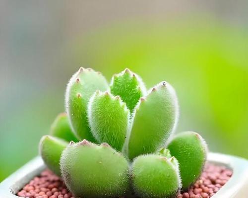 熊童子种植的常见问题有哪些？