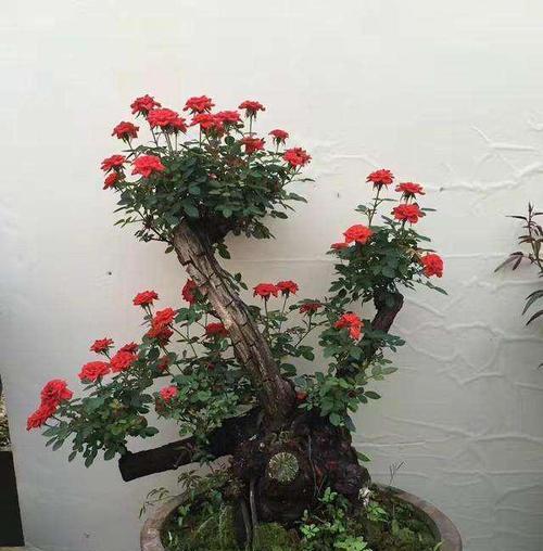盆栽玫瑰花如何促进花苞的形成？有哪些有效方法？