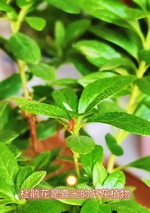 野生杜鹃花怎么养？如何模拟自然环境？