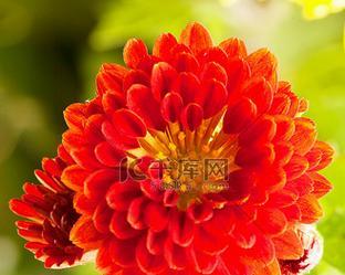 红色的菊花叫什么？红色菊花的品种有哪些？