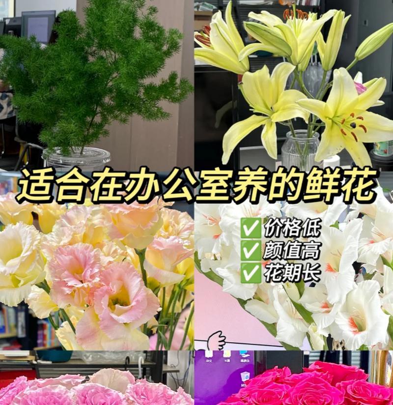 办公室摆放哪种花最合适？