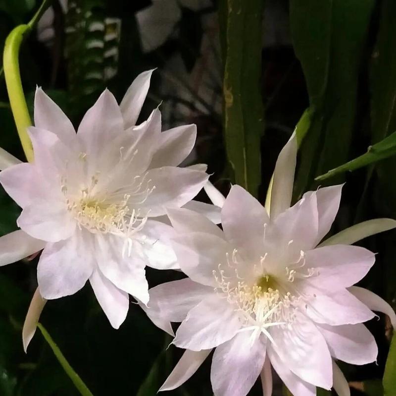 昙花的花期是什么时候？