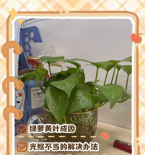 绿萝施肥的正确方法是什么？绿萝需要哪些营养成分？