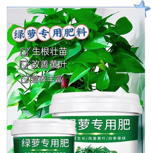 绿萝施肥的正确方法是什么？绿萝需要哪些营养成分？