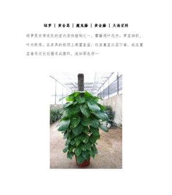 绿萝施肥的正确方法是什么？绿萝需要哪些营养成分？