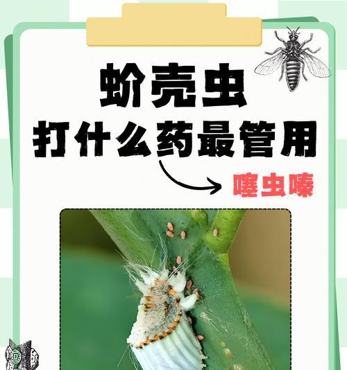 蚧壳虫防治方法有哪些？如何有效预防？