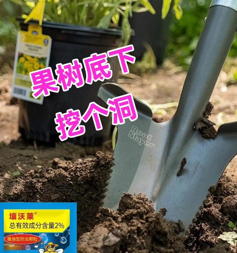 蚧壳虫防治方法有哪些？如何有效预防？
