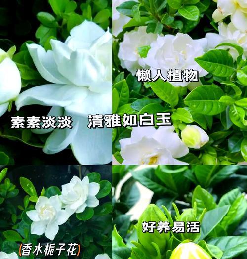栀子花干枯后如何恢复生机？