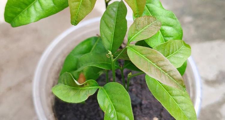 栀子花干枯后如何恢复生机？