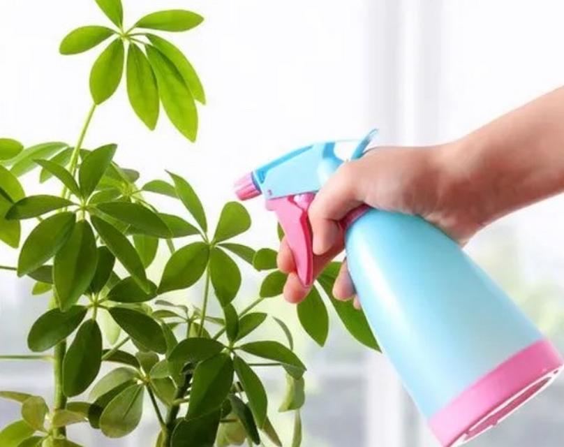 花盆植物的正确养护方法有哪些？