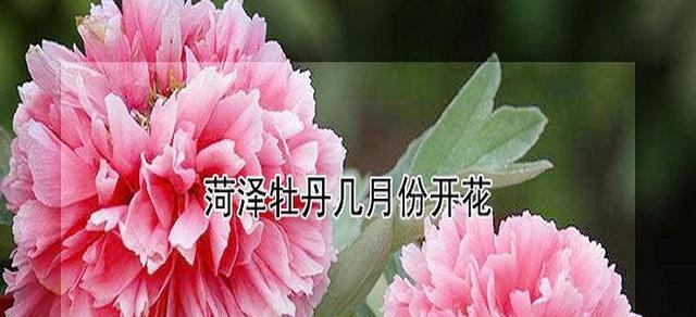 牡丹花通常什么时候开花？如何确保牡丹按时开花？