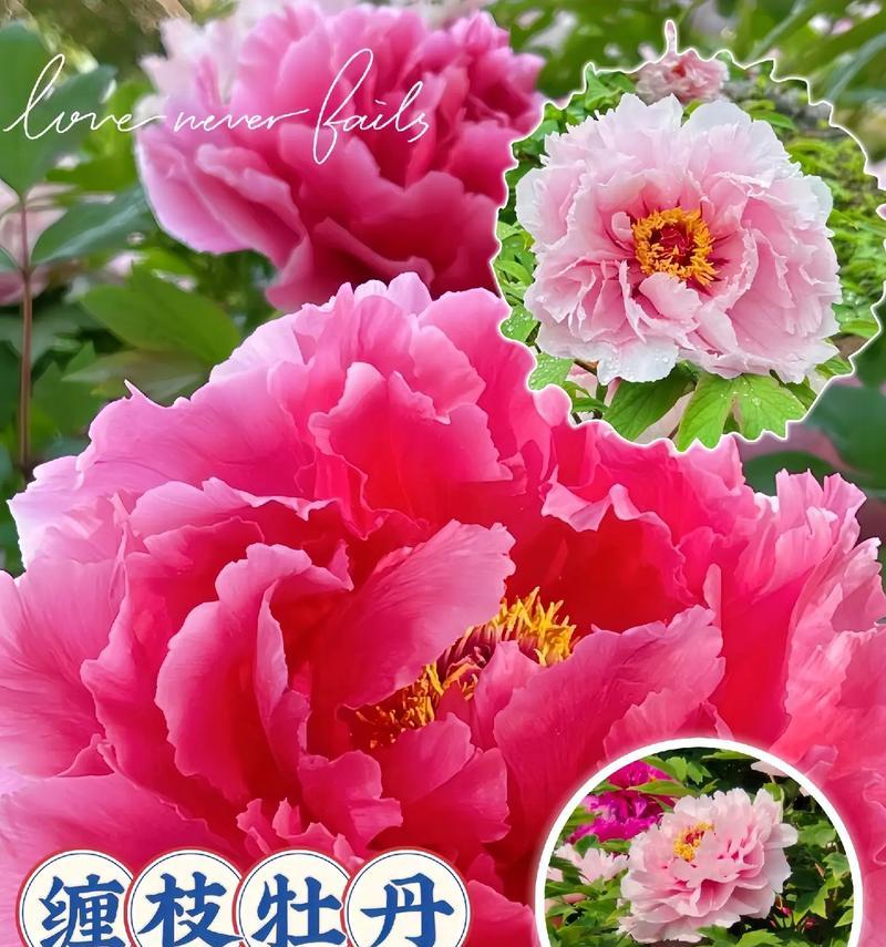 牡丹花通常什么时候开花？如何确保牡丹按时开花？