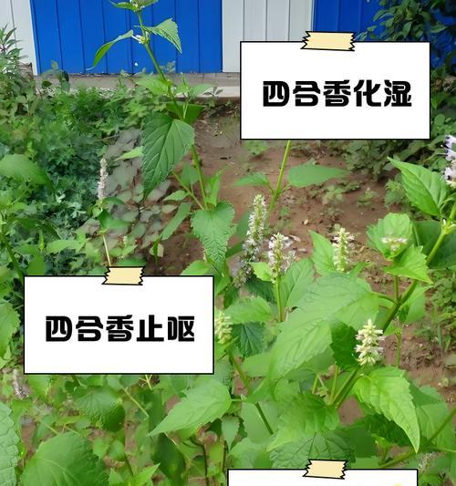 碰碰香食用方法有哪些？