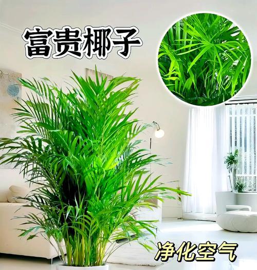 夏威夷椰子怎么养？在室内能养好吗？