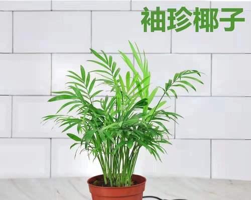 夏威夷椰子怎么养？在室内能养好吗？