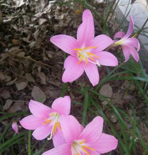 韭菜莲什么时候开花？如何促进韭菜莲的花期？
