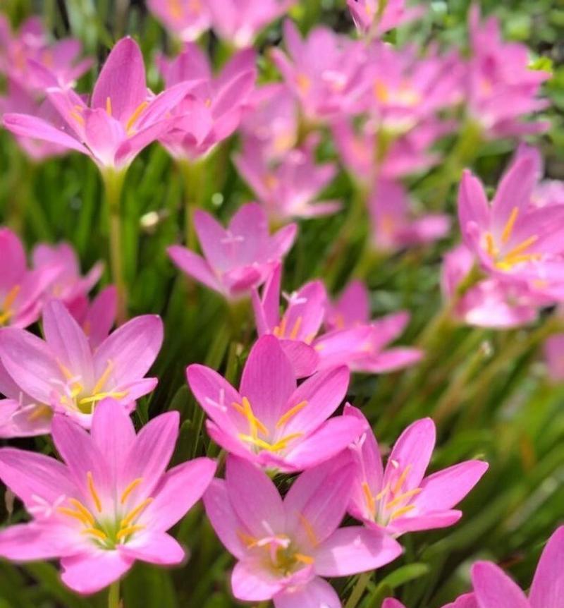 韭菜莲什么时候开花？如何促进韭菜莲的花期？