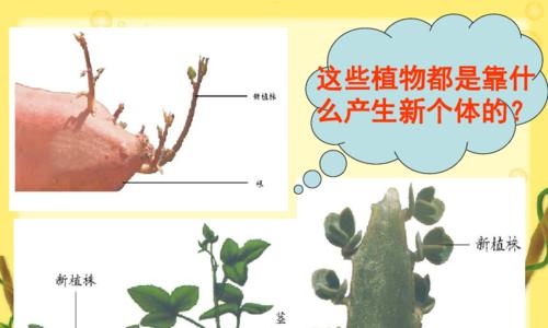 蓝豆的繁殖技巧有哪些？如何提高繁殖成功率？