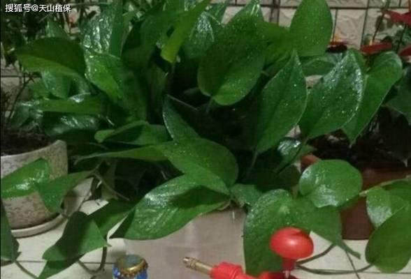 绿萝分株的最佳时机和方法是什么？