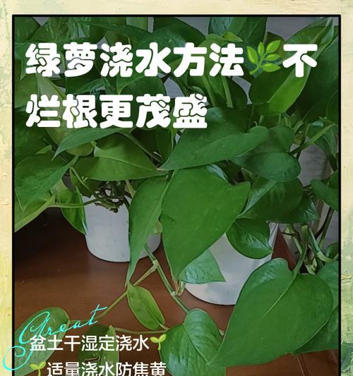 绿萝分株的最佳时机和方法是什么？