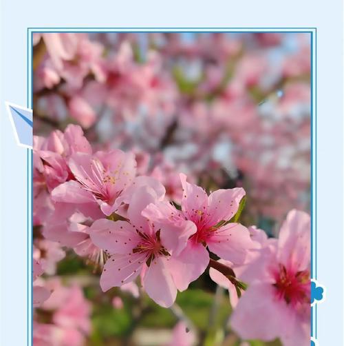桃花是什么花？桃花的象征意义有哪些？