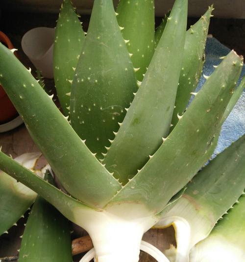 芦荟烂根的原因是什么？如何处理芦荟烂根的问题？