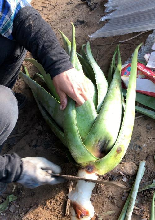 芦荟烂根的原因是什么？如何处理芦荟烂根的问题？