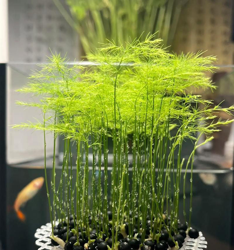 种子如何培养成盆栽植物？有哪些关键步骤？