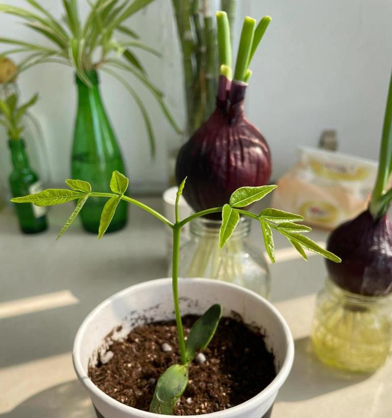 种子如何培养成盆栽植物？有哪些关键步骤？