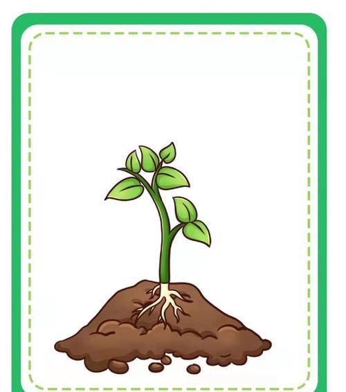 种子如何培养成盆栽植物？有哪些关键步骤？