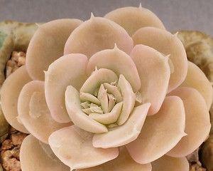 鲁氏石莲花的养殖方法是什么？