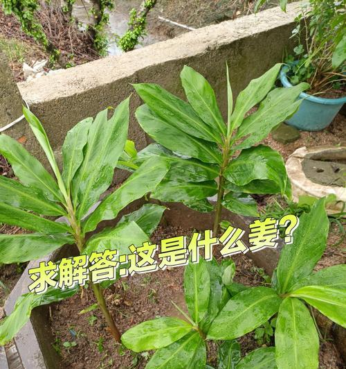 姜的品种有哪些？它们各自的特点是什么？