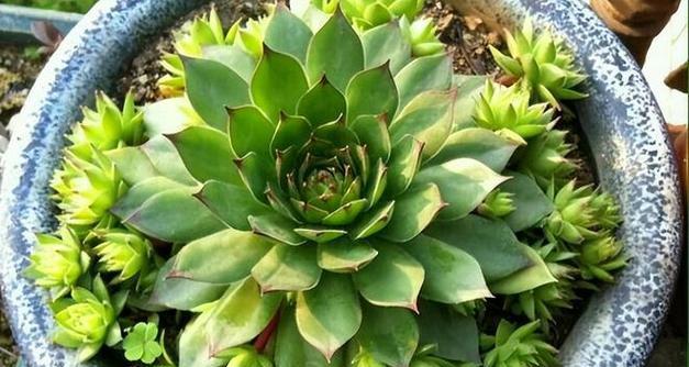 观音莲叶片腐烂的处理方法是什么？如何预防观音莲烂叶？