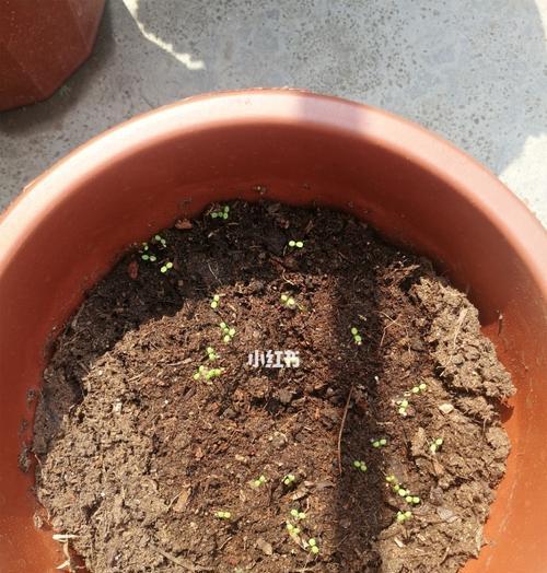 草莓种子的最佳播种时间是什么时候？如何确保草莓种子的发芽率？