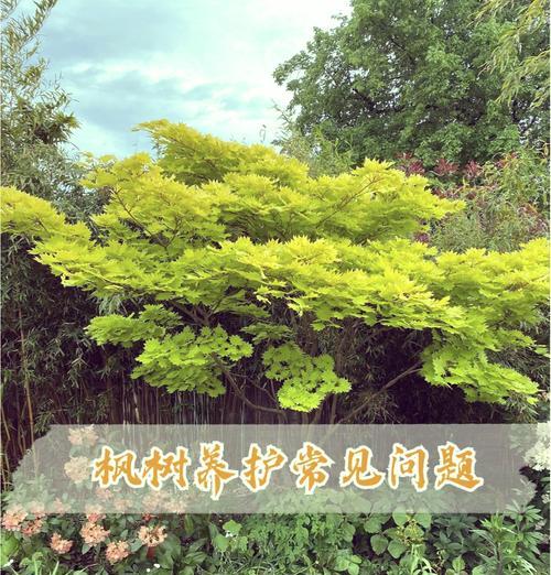 缓苗期如何判断结束？有哪些迹象表明植物已经适应新环境？