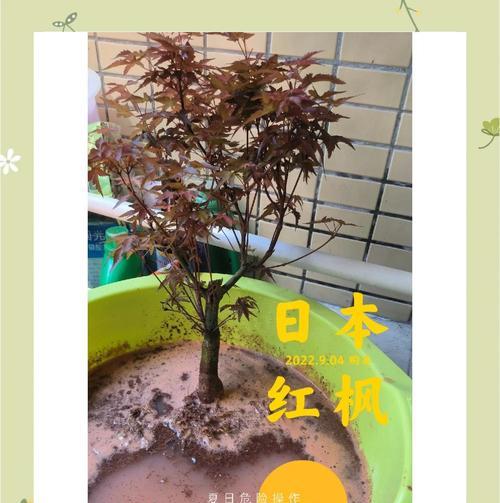 缓苗期如何判断结束？有哪些迹象表明植物已经适应新环境？
