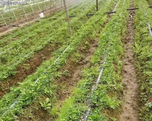缓苗期如何判断结束？有哪些迹象表明植物已经适应新环境？