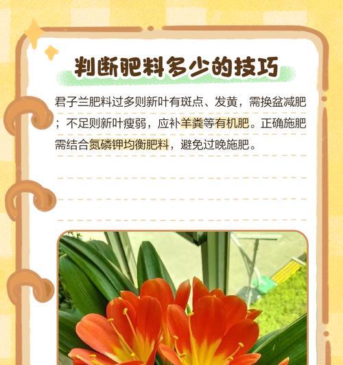蛋壳施肥对君子兰有何益处？