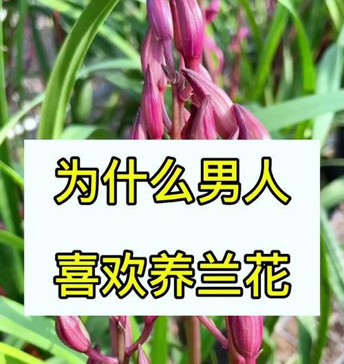 男生养花有什么好推荐？哪些花卉适合男性养护？